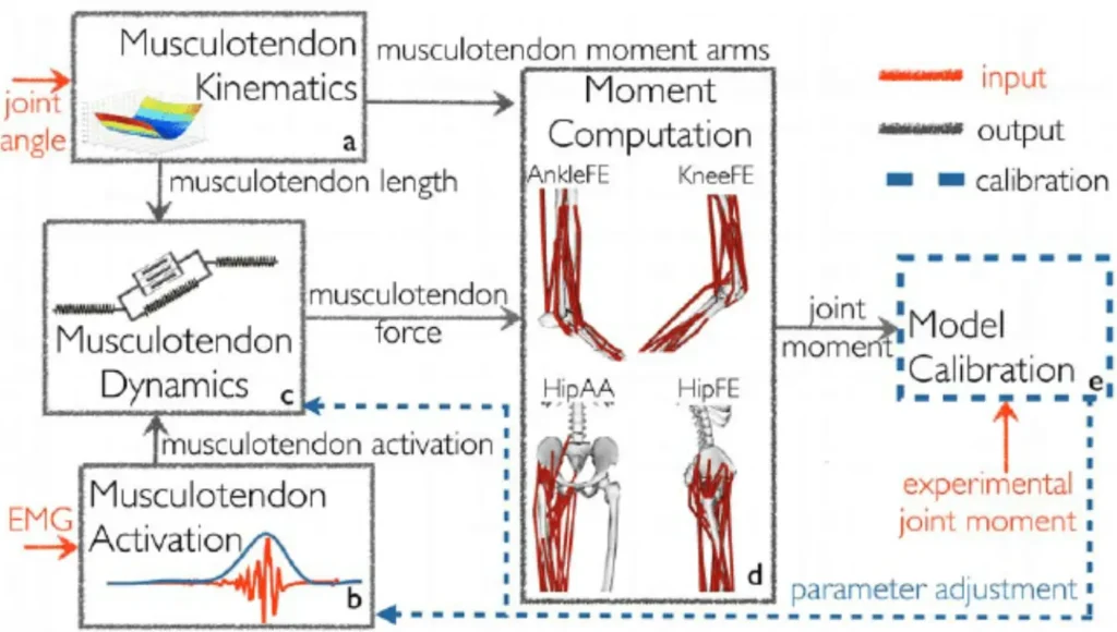 musculoskeletal modeling